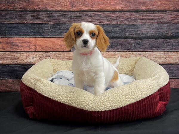 F1B Cavachon-DOG-Female-Apricot-24365-Petland Scottsdale, Arizona