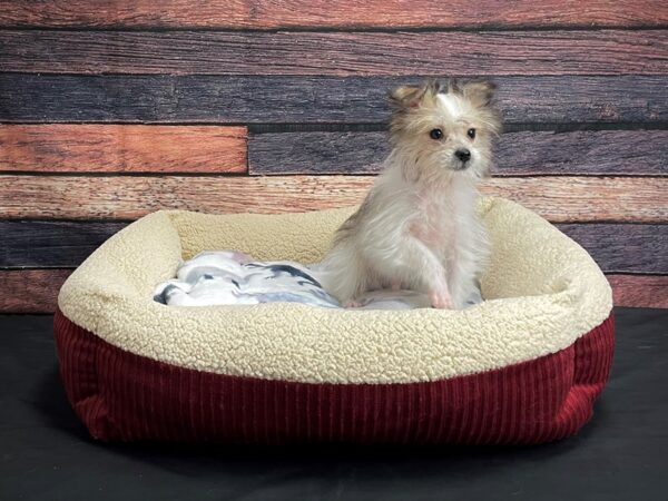 Havanese/Pomeranian-DOG-Male-White / Gold-24363-Petland Scottsdale, Arizona