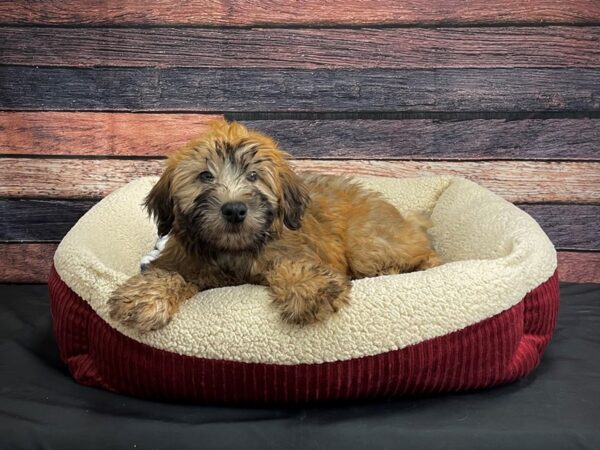 Soft Coated Wheaten Terrier-DOG-Female-Wheaten-24353-Petland Scottsdale, Arizona