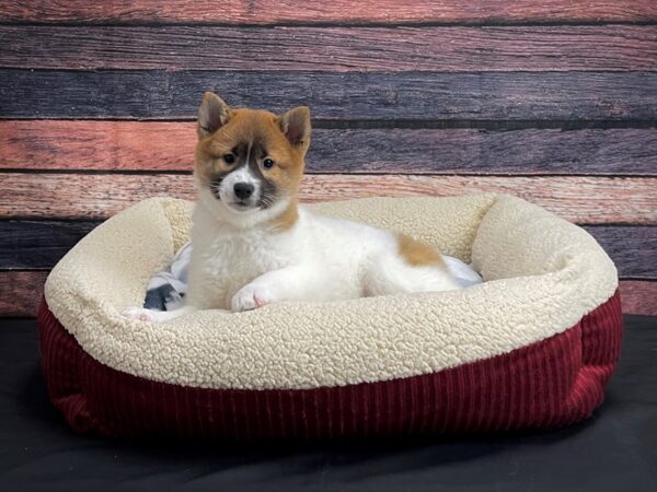 Shiba Inu-DOG-Female-Red Sesame-24351-Petland Scottsdale, Arizona