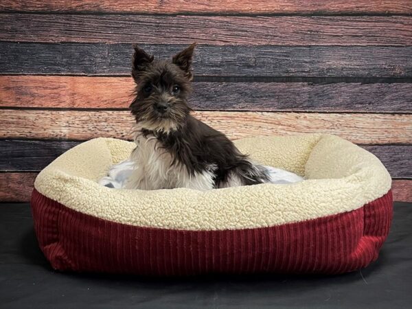 Miniature Schnauzer-DOG-Male-Black / White-24348-Petland Scottsdale, Arizona