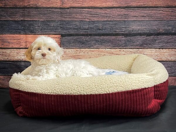 Cocker Spaniel/Poodle-DOG-Female-White and Apricot-24343-Petland Scottsdale, Arizona