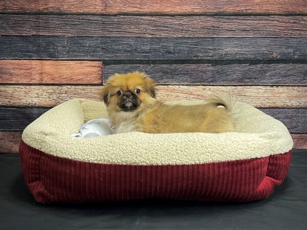 Pekingese-DOG-Female-Red-24342-Petland Scottsdale, Arizona