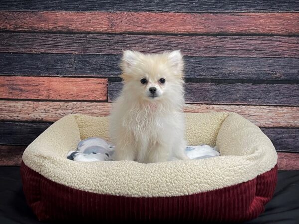 Pomeranian-DOG-Female-Cream-24341-Petland Scottsdale, Arizona