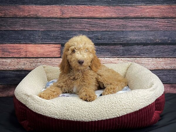 Standard Poodle-DOG-Female-Red and Apricot-24338-Petland Scottsdale, Arizona