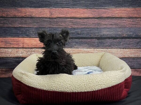 Scottish Terrier-DOG-Male-Black Brindle-24336-Petland Scottsdale, Arizona