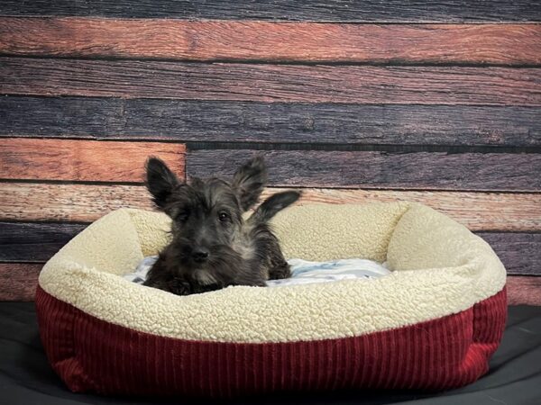 Scottish Terrier-DOG-Female-Brindle-24335-Petland Scottsdale, Arizona
