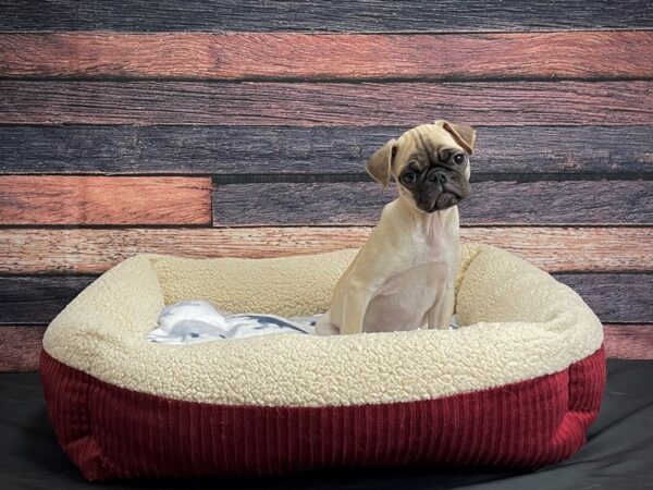 Pug-DOG-Female-Fawn-24334-Petland Scottsdale, Arizona