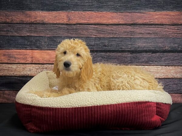 F1B Goldendoodle-DOG-Female-Golden-24324-Petland Scottsdale, Arizona