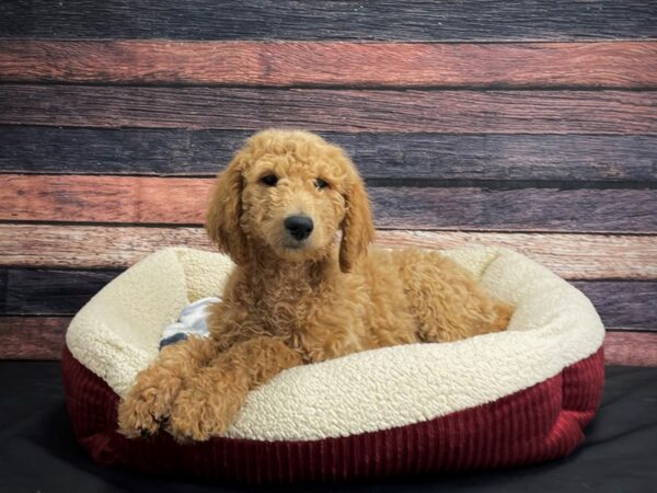 F1B Goldendoodle-DOG-Male-Golden-24323-Petland Scottsdale, Arizona