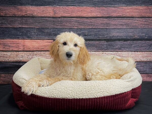 F1B Goldendoodle-DOG-Male-Golden-24322-Petland Scottsdale, Arizona