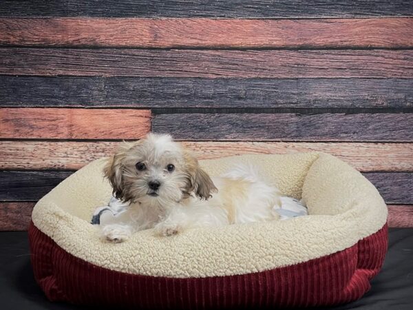 Bichon Frise/Shih Tzu-DOG-Female-Gold / White-24315-Petland Scottsdale, Arizona