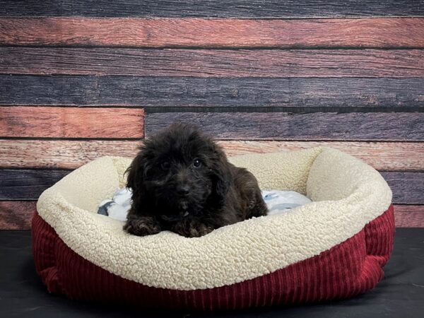 Dachshund/Poodle-DOG-Male-Red Sable-24309-Petland Scottsdale, Arizona