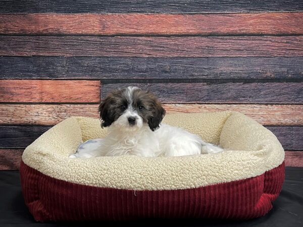 Dachshund/Poodle-DOG-Female-Red Sable-24308-Petland Scottsdale, Arizona