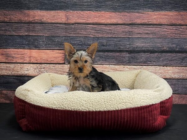 Yorkshire Terrier-DOG-Female-Black / Tan-24306-Petland Scottsdale, Arizona
