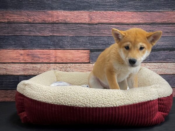Shiba Inu-DOG-Male-Red Sesame-24305-Petland Scottsdale, Arizona