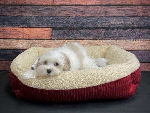Havanese-DOG-Female-Blue Fawn-24300-Petland Scottsdale, Arizona