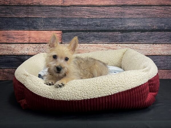 Cairn Terrier-DOG-Male-Wheaten-24297-Petland Scottsdale, Arizona