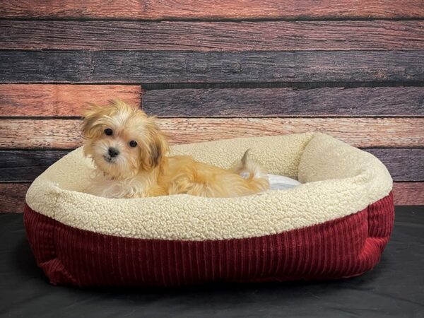 Bichon Frise/Shih Tzu-DOG-Female-Red-24295-Petland Scottsdale, Arizona