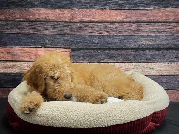 Standard Poodle-DOG-Male-Red-24292-Petland Scottsdale, Arizona