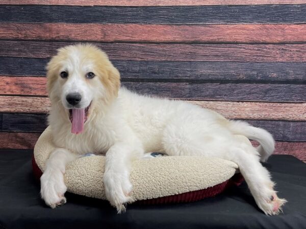 Great Pyrenees-DOG-Female-White-24288-Petland Scottsdale, Arizona