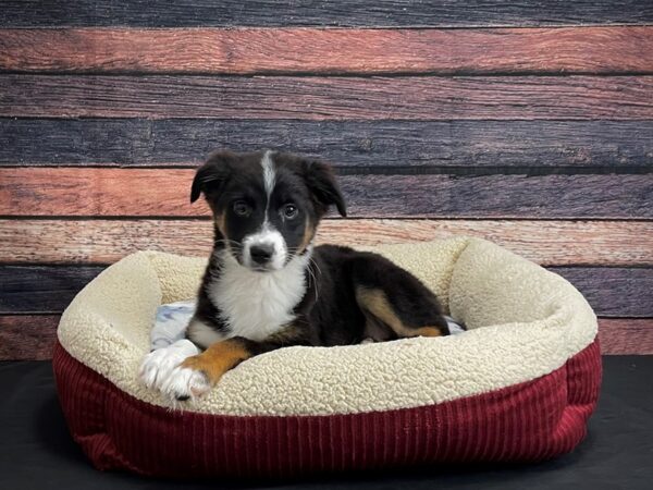 Australian Shepherd-DOG-Female-Black and White-24284-Petland Scottsdale, Arizona