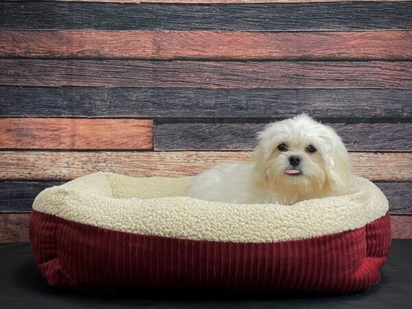 Pekingese/Poodle-DOG-Male-Cream-24280-Petland Scottsdale, Arizona