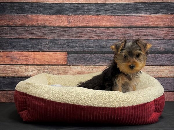 Yorkshire Terrier-DOG-Male-Black / Tan-24277-Petland Scottsdale, Arizona