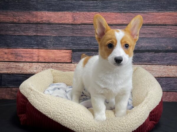 Pembroke Welsh Corgi-DOG-Male-White-24271-Petland Scottsdale, Arizona