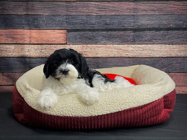 Sheepadoodle 2nd gen-DOG-Male-Black / White-24480-Petland Scottsdale, Arizona