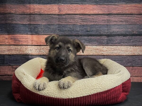 German Shepherd Dog-DOG-Male-Black / Tan-24479-Petland Scottsdale, Arizona
