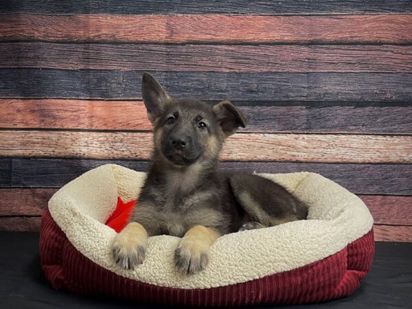 German Shepherd Dog-DOG-Female-Black / Tan-24478-Petland Scottsdale, Arizona