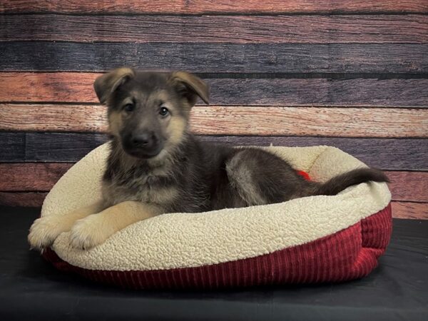 German Shepherd Dog-DOG-Female-Black / Tan-24477-Petland Scottsdale, Arizona