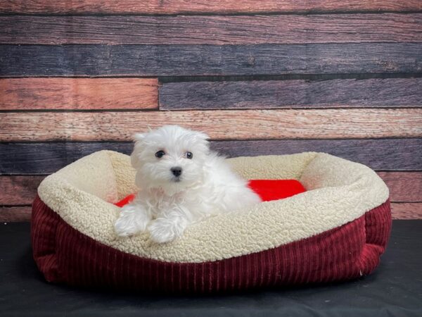 Maltese-DOG-Female-White-24476-Petland Scottsdale, Arizona
