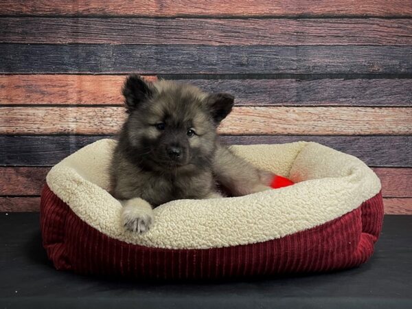 Keeshond-DOG-Male-Silver / Black-24475-Petland Scottsdale, Arizona