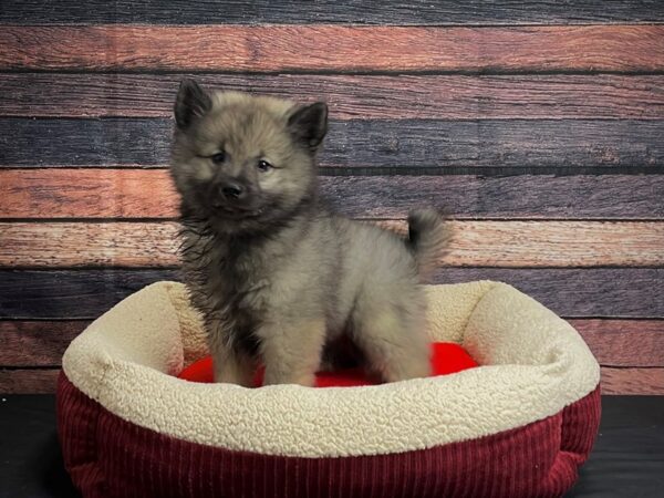 Keeshond-DOG-Female-Silver / Black-24474-Petland Scottsdale, Arizona