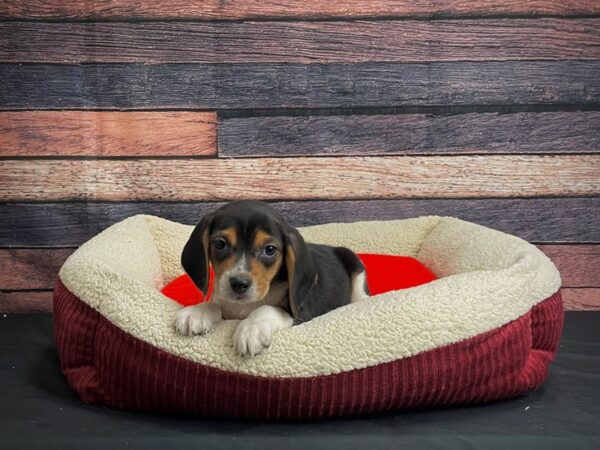 Beagle-DOG-Male-Black / Tan-24473-Petland Scottsdale, Arizona