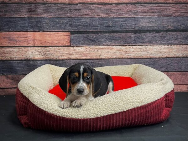 Beagle-DOG-Female-White Black / Tan-24472-Petland Scottsdale, Arizona