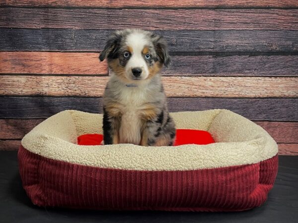 Miniature Australian Shepherd-DOG-Male-Blue Merle-24471-Petland Scottsdale, Arizona