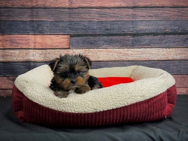 Yorkshire Terrier-DOG-Male-Black / Tan-24470-Petland Scottsdale, Arizona
