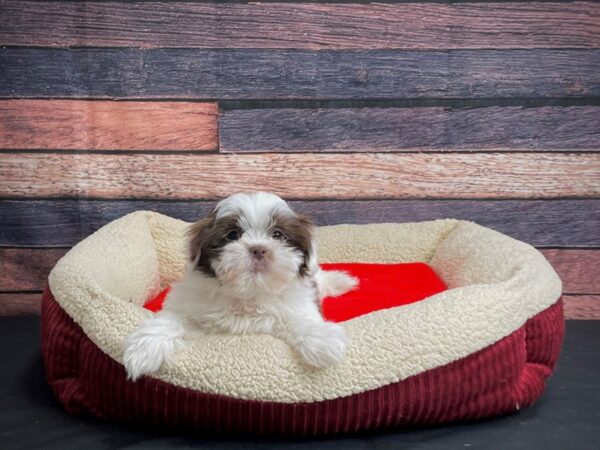 Shih Tzu-DOG-Male-Liver / White-24469-Petland Scottsdale, Arizona