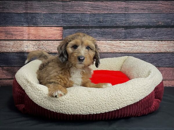 F1B Mini Bernadoodle-DOG-Male-Red Merle-24468-Petland Scottsdale, Arizona