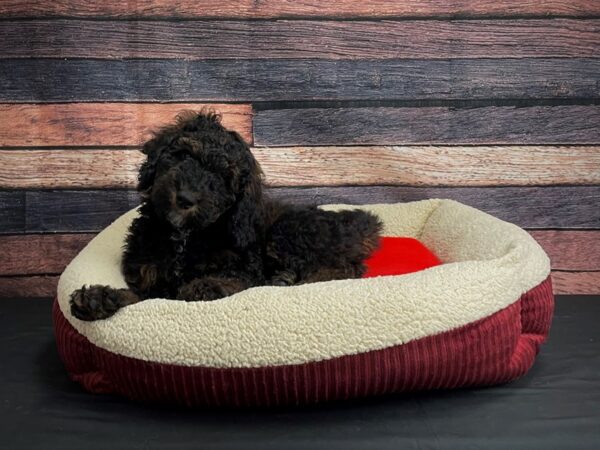 F1B Mini Bernadoodle-DOG-Male-Sable-24466-Petland Scottsdale, Arizona