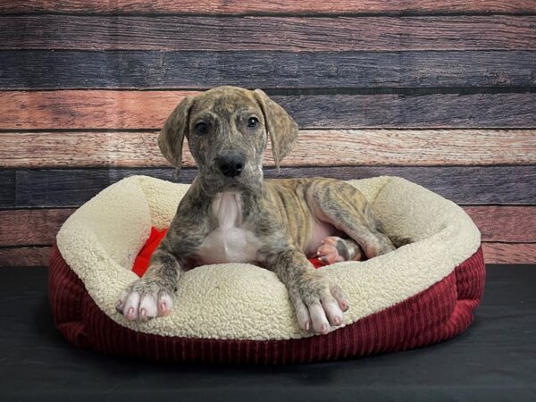 Great Dane-DOG-Male-Brindle-24465-Petland Scottsdale, Arizona