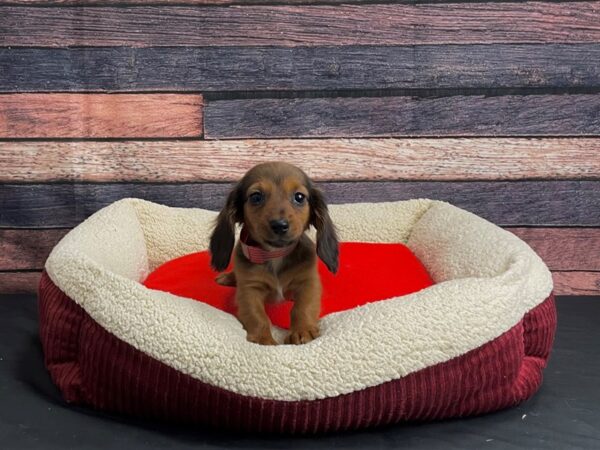 Dachshund-DOG-Female-Red-24464-Petland Scottsdale, Arizona