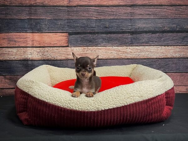 Chihuahua-DOG-Male-Chocolate and Tan-24463-Petland Scottsdale, Arizona