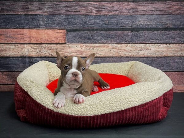 Boston Terrier-DOG-Male-Seal and White-24462-Petland Scottsdale, Arizona