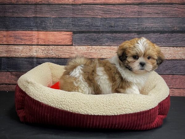 Lhasa Apso-DOG-Male-Golden-24461-Petland Scottsdale, Arizona