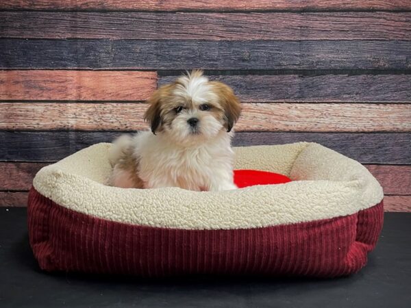 Lhasa Apso-DOG-Female-Red-24460-Petland Scottsdale, Arizona