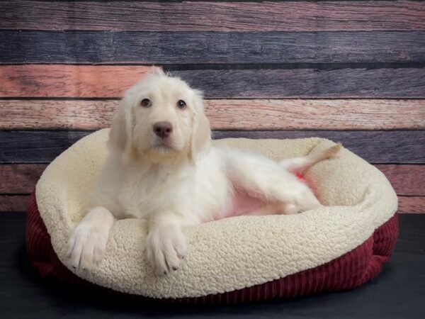Labrador Retriever/Standard Poodle-DOG-Female-Yellow-24459-Petland Scottsdale, Arizona